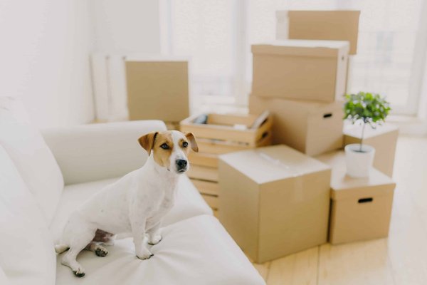 How to Design a Cozy Bay Window Seating Area with Built-In Bookshelves?