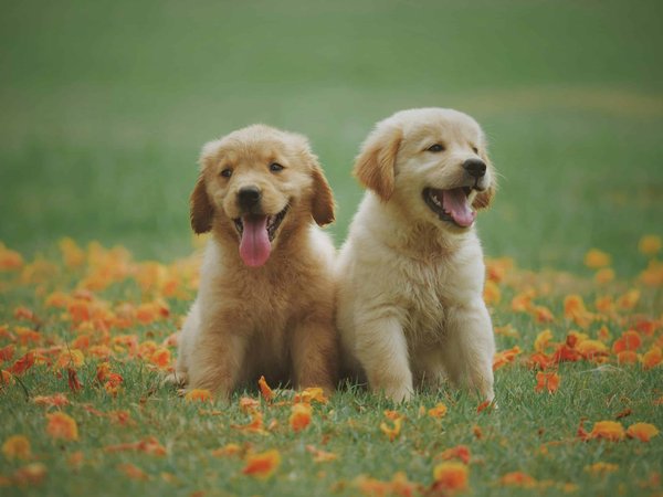 How to Train a Golden Retriever Puppy for Water Rescue Tasks?